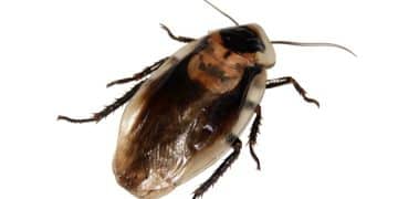 Sélectionnez un éliminateur certifié pour vous débarrasser efficacement des blattes et des cafards...